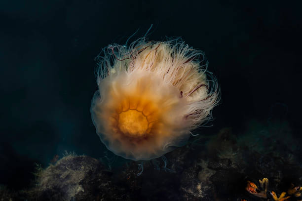 lwia grzywa meduza, cyanea capillata, katmai national park, alaska. gigantyczna meduza, czerwona meduza arktyczna. - scyphozoa zdjęcia i obrazy z banku zdjęć