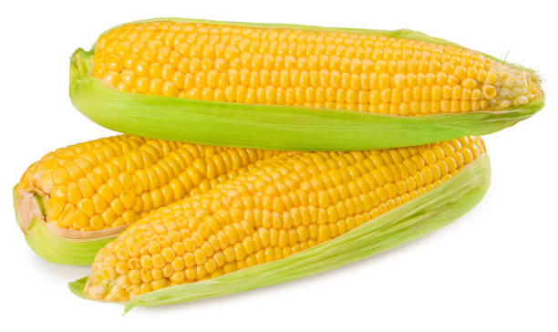 istock An ear of corn isolated on a white background 1278468664