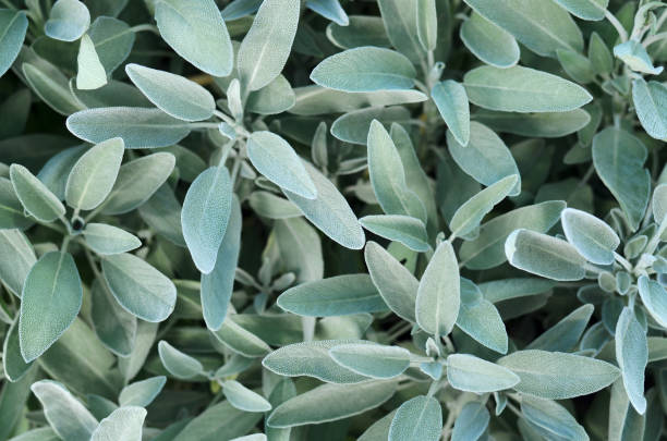 istock Common sage or salvia officinalis 1278468677