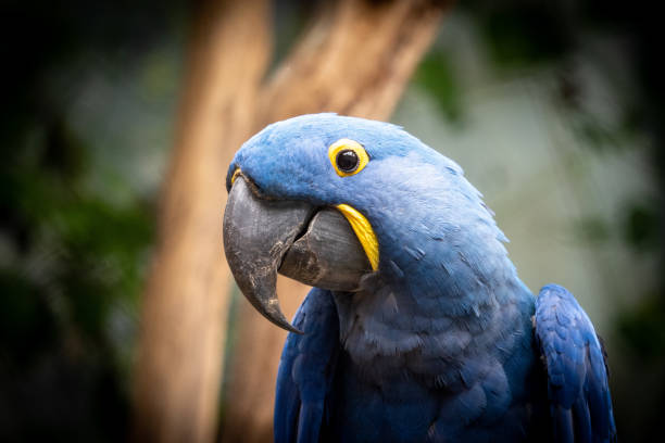 istock Beautiful blue macaw Macaw Hyacinth. 1278468710