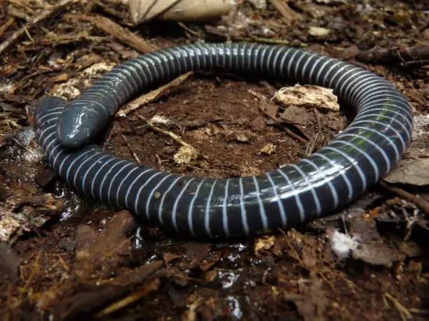 Beautiful blue-ringed caecilian resting un a rainy day