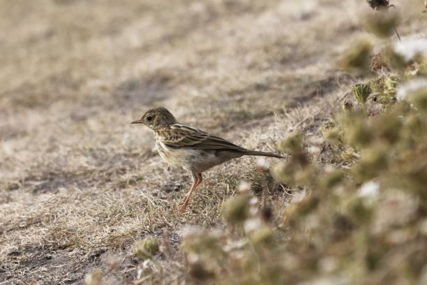 istock A meadow pipit, Anthus pratensis, with dry grass 1278469843