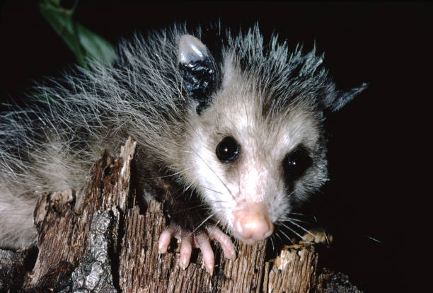 istock North American Opossum (Didelphis Virginiana) 1278469885
