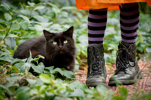 Halloween big fluffy cat sitting near little girl legs wearing black striped tights and leather boots. Hslloween life style photo.