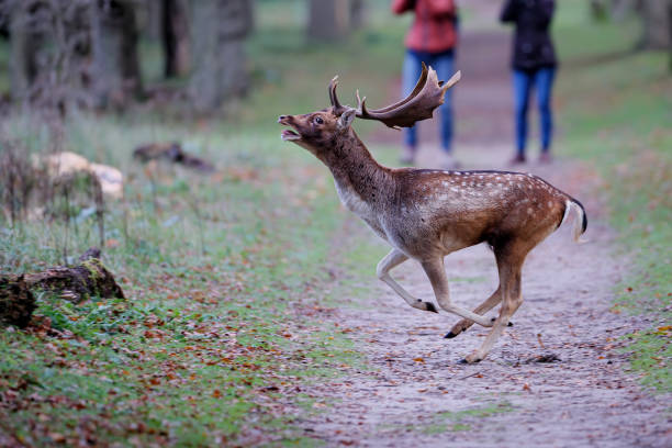 Fallow deer stag in the rutting season in the dune area near Amsterdam