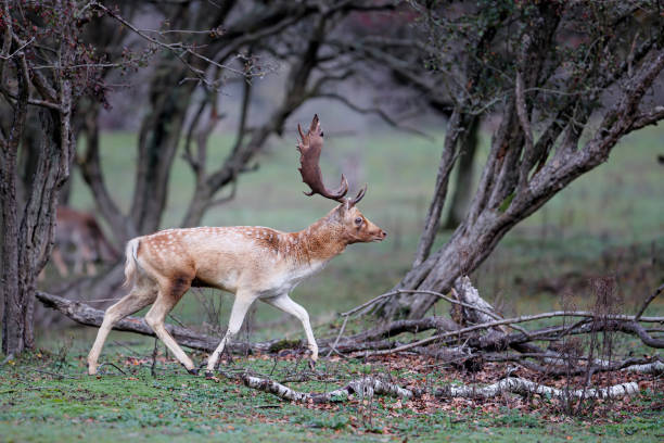 istock Fallow deer stag in the rutting season 1278471285