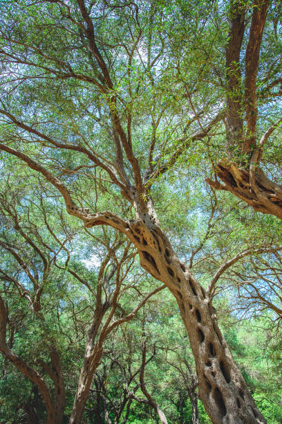 istock Olive tree in Greece, as seen from the root view, tall and mighty 1278471289
