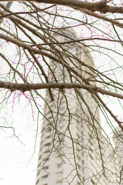 istock The branches of a tree and a large building behind 1278471443
