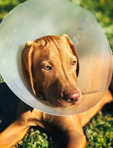 istock Hungarian Vizsla puppy with a cone collar. 1278471491