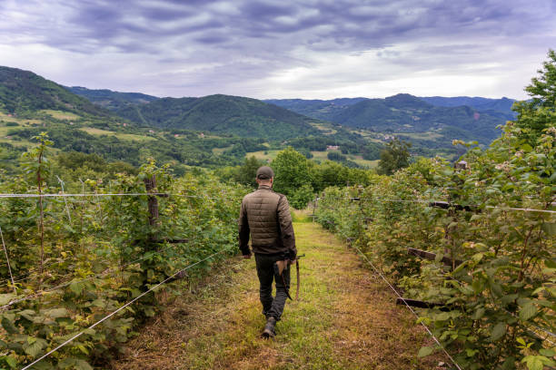 Hunter slowly walking through vineyards in the mountains stock photo
