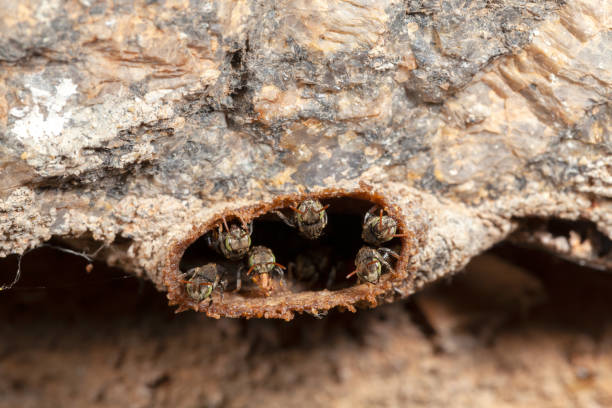 istock Nannotrigona testaceicornis irai stingless bee on hive 1278473625