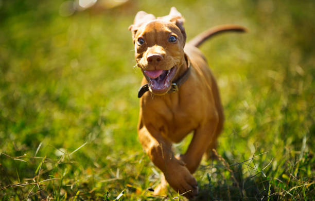 istock Hungarian Vizsla puppy running towards camera. 1278475253