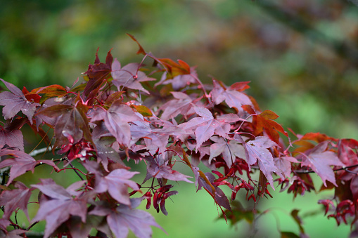red japanese maple leaves against green background