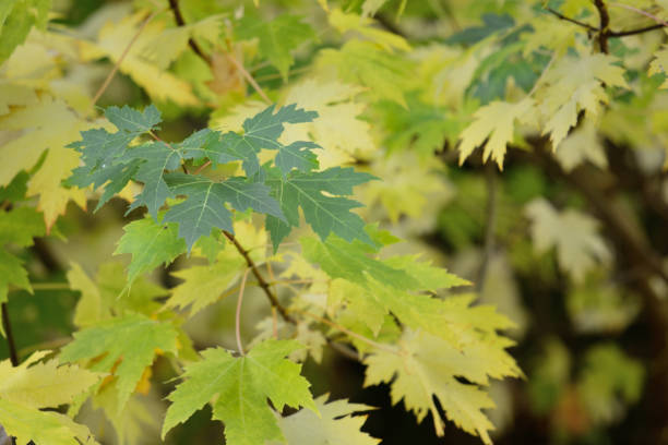 klon japoński (acer japonicum) - autumn japanese maple maple tree selective focus zdjęcia i obrazy z banku zdjęć