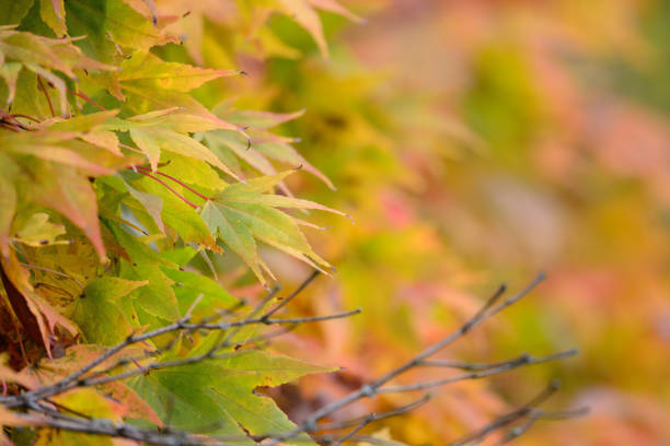 カエデ(アセル・ジャポニカム) - autumn japanese maple maple tree selective focus ストックフォトと画像