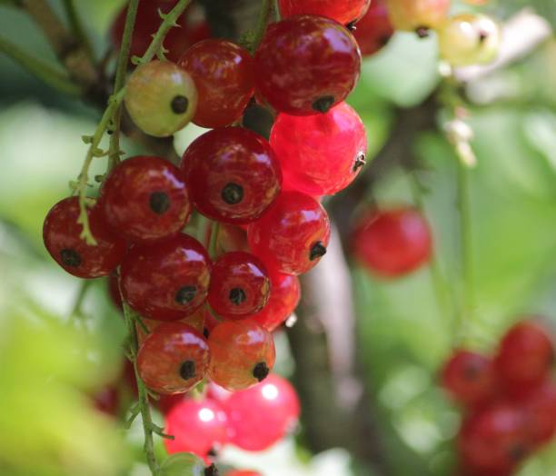 istock Red currant in the garden 1278475941