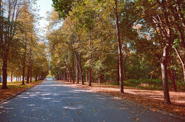 istock Autumn tree alley with fallen leaves in Moscow 1278476231