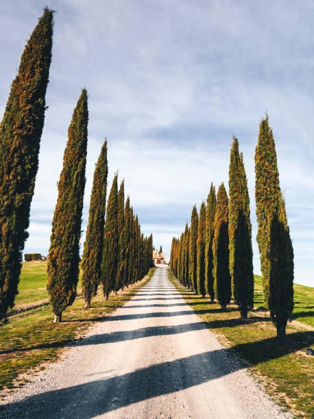 istock cypress tree road in tuscany 1278479020