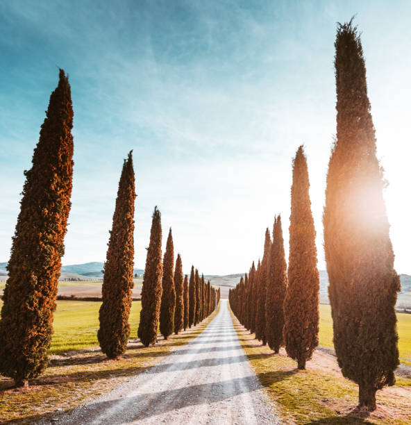 cypress tree road in tuscany
