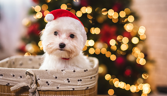 Cute Maltese dog puppy with Santa hat near Christmas tree