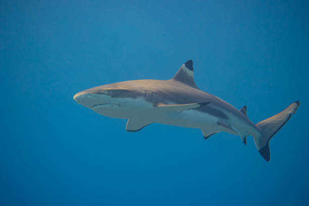 istock Blacktip Reef Shark in Moorea, French Polynesia 1278483371