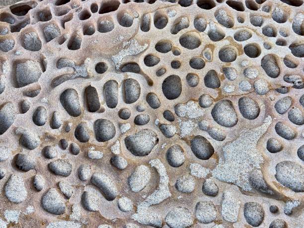 Horizontal closeup photo of a section of sandstone rock on the NSW south coast of Australia showing erosion holes, called honeycomb weathering, caused by wind and water. Sand particles can be seen in the weathered holes of the rock