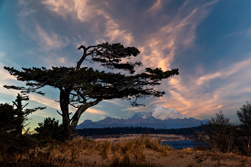 Old Coastal Wind Blown Tree with Mt Baker in Background