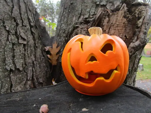 a small jack-o-lantern perched on the branch stump of an old oak tree