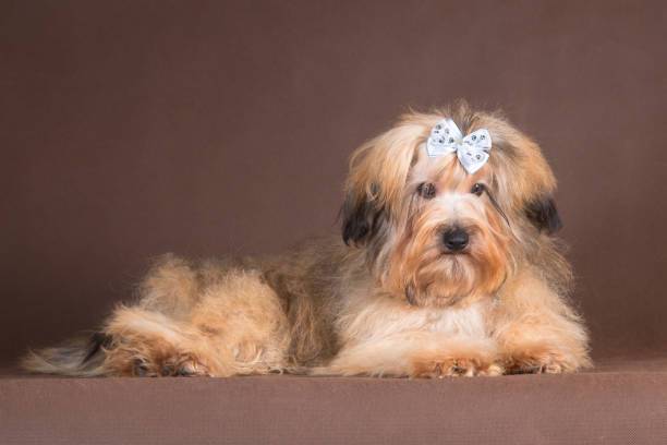 istock Light Russian colored lapdog lies on a brown background 1278486574