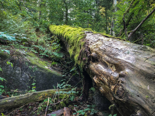 istock Moss-covered tree stump in the 