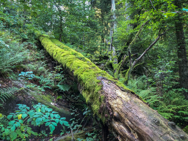 istock Moss-covered tree stump in the 