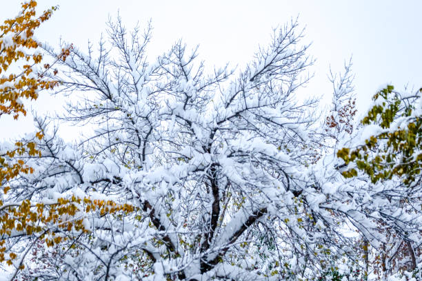 istock Early arrival of snow in Calgary Alberta on fall leaves and trees 1278486848