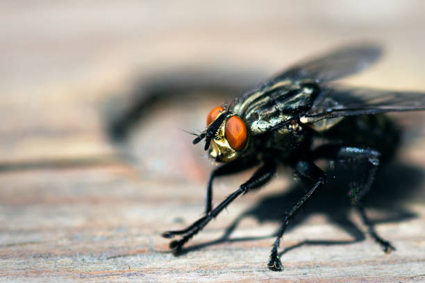 istock Blowfly, carrion fly, black fly sitting on a wooden surface closeup 1278488719