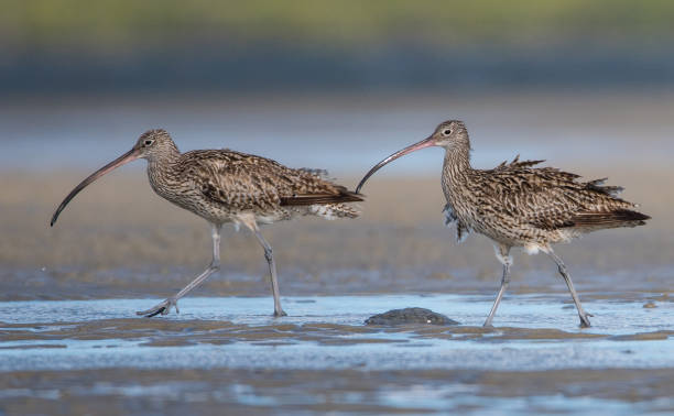 istock South East Queensland Spring 2020 Wildlife 1278488991