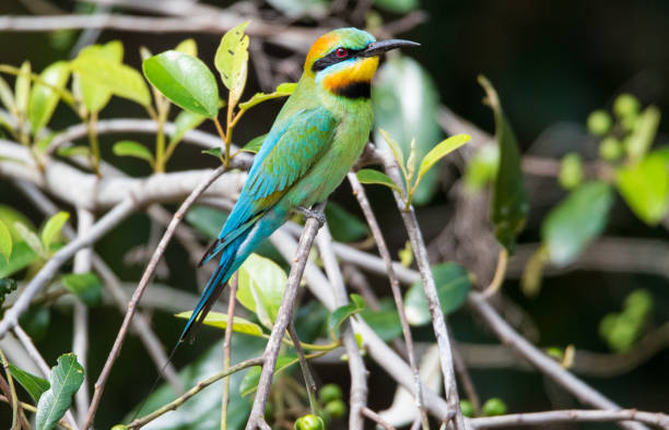 istock South East Queensland Spring 2020 Wildlife 1278488992