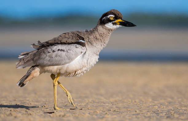 istock South East Queensland Spring 2020 Wildlife 1278489000