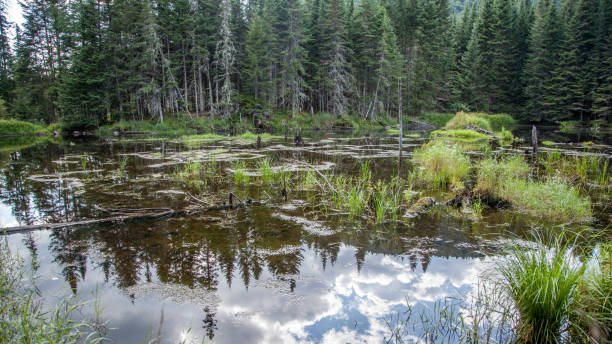 istock Bog. Jacques Cartier National Park. Quebec. Canada. 1278490217