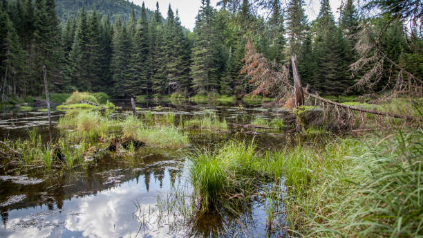 istock Bog. Jacques Cartier National Park. Quebec. Canada. 1278490221