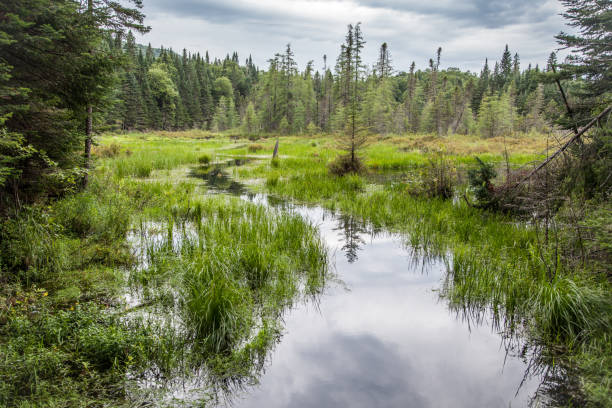 Bog. Jacques Cartier National Park. Quebec. Canada.