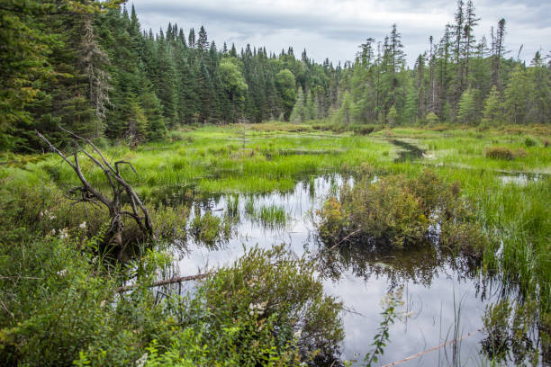 istock Bog. Jacques Cartier National Park. Quebec. Canada. 1278490277