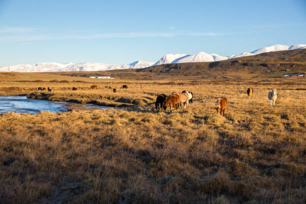 cavalli islandesi che pascolano nel campo dorato, montagne innevate di fiordi occidentali, islanda - livestock horse bay animal foto e immagini stock