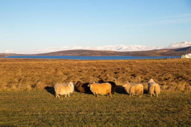 istock Icelandic sheep basking in golden light 1278492899