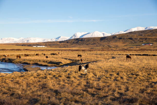 cavalli islandesi a westfjords, islanda - livestock horse bay animal foto e immagini stock