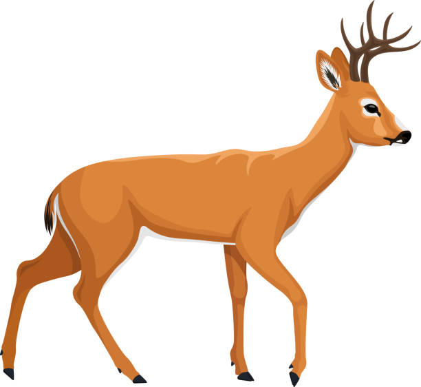 Venado Cola Blanca Vectores Libres de Derechos - iStock Venado Cola Blanca Vectores Libres de Derechos - iStock