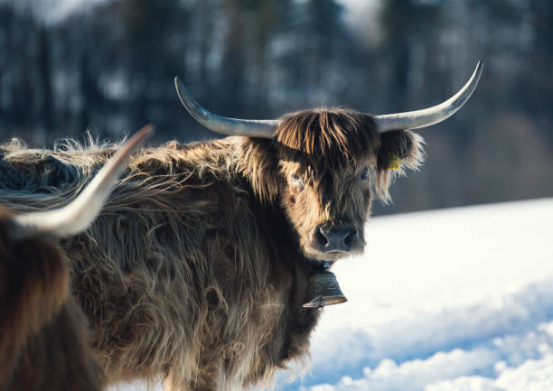 Closeup of buul's horns