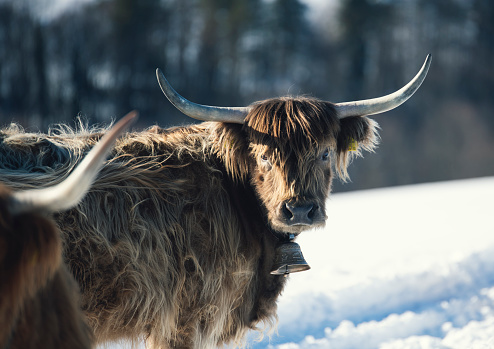 Portrait of Cow In The Winter