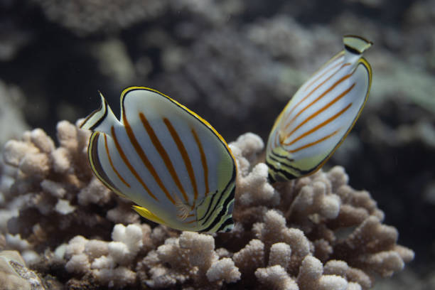 Ornate Butterflyfish (Chaetodon ornatissimus) on coral reef off Moorea. French Polynesia, next to Tahiti in the South Pacific.