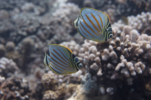 Ornate Butterflyfish (Chaetodon ornatissimus) on coral reef off Moorea. French Polynesia, next to Tahiti in the South Pacific.
