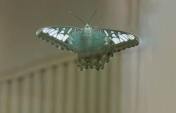 istock Butterfly with spread wings perched on a window glass. 1278495456