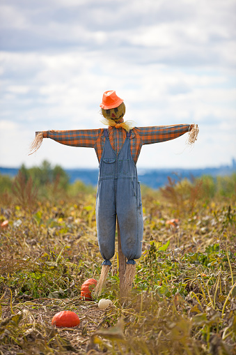 Close up of scarecrows in field of pumpkins.